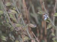 Salvia aegyptiaca - Шалфей египетский