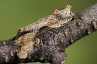 Apamea ophiogramma - Cовка злаковая буро-серая