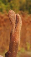 Pterocarya fraxinifolia - Лапина крылоплодная