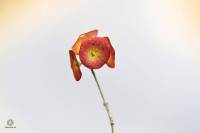 Holmskioldia sanguinea - Холмшельдия кроваво-красная