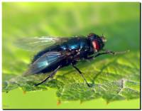Protophormia terraenovae - Весенняя мясная муха, Весенняя синяя муха, Новоземельская мясная муха