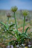 Allium caspium - Лук каспийский
