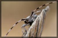 Acanthocinus aedilis - Усач серый длинноусый (Дровосек серый длинноусый)