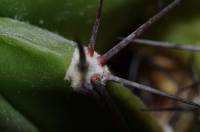 Echinopsis - Эхинопсис
