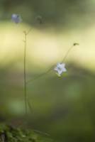 Campanula rotundifolia - Колокольчик круглолистный или гренландский