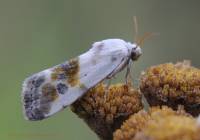 Ponometia candefacta - Совка амброзиевая