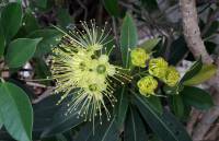Xanthostemon chrysanthus - Ксантостемон золотистый