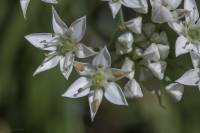 Allium ramosum - Лук ветвистый, Джуцай