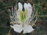 Capparis sicula subsp. herbacea - Каперсы травянистые, каперсы колючие