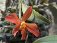 Cattleya mantiqueirae