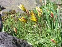 Tulipa urumiensis - Тюльпан поздний
