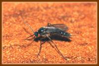 Mycetophilidae - Грибные комарики