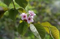 Prunus sachalinensis - Вишня сахалинская