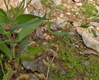 Vaccaria hispanica - Тысячеголов испанский