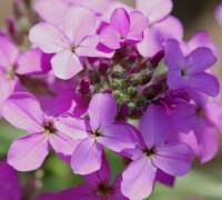 Brassicaceae - Капустные или Крестоцветные