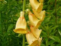Digitalis grandiflora - Наперстянка крупноцветковая