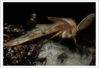Lymantria dispar - Непарный шелкопряд