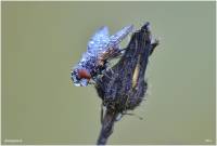 Tachinidae - Ежемухи, тахины
