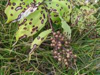 Maianthemum racemosum - Майник кистистый