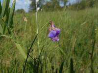 Lathyrus palustris - Чина болотная