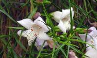 Eremophila bignonifolia x polyclada