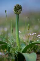 Allium caspium - Лук каспийский