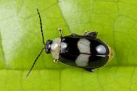 Chrysomelidae - Galerucinae - Козявки