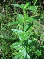 Lythrum salicaria - Дербенник иволистный, или Плакун-трава