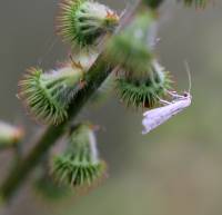 Agrimonia eupatoria - Репешок обыкновенный