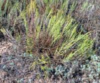 Artemisia pauciflora - Полынь малоцветковая