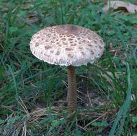 Macrolepiota rhacodes - Гриб-зонтик лохматый