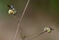Megachilidae - Мегахилиды