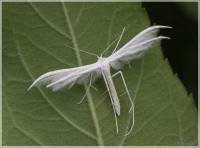Pterophorus pentadactyla - Пальцекрылка пятипалая