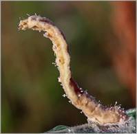 ?_Larvae gen. sp. - Гусеницы неопределенные
