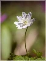 Anemone altaica - Ветреница алтайская