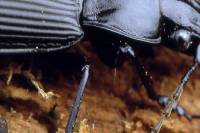 Pterostichus niger - Птеростих черный