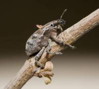 Cleonis pigra - Долгоносик свекловичный