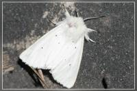 Spilosoma lubricipeda - Медведица крапчатая (белая, мятная)