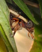 Dytiscidae - Плавунцы