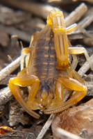 Buthus occitanus - Средиземноморсий скорпион