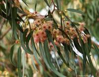 Eucalyptus camaldulensis - Эвкалипт камальдульский