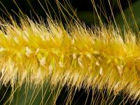 Poaceae - Злаки