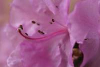 Rhododendron ledebourii - Рододендрон Ледебура