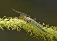 Chironomidae - Комары-звонцы