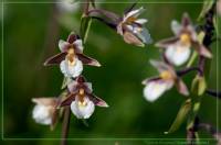 Маленькая орхидея