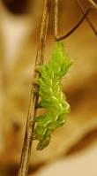 Abrostola tripartita - Совка крапивная серая