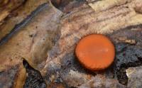 Scutellinia scutellata - Скутеллиния щитовидная, блюдцевидная