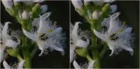 Menyanthes trifoliata - Вахта трёхлистная, или Трилистник водяной, или Трифоль