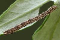 Eupithecia succenturiata - Пяденица цветочная пижмовая (тысячелистиковая)