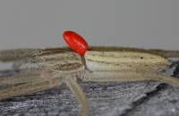 Trombidiidae - Клещи-краснотелки